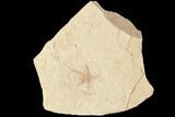 Jurassic Brittle Star (Sinosura) Fossil - Solnhofen #86400-1